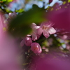 花海棠サクラ1