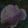 秋薔薇2