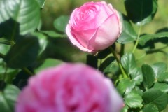 薔薇道14