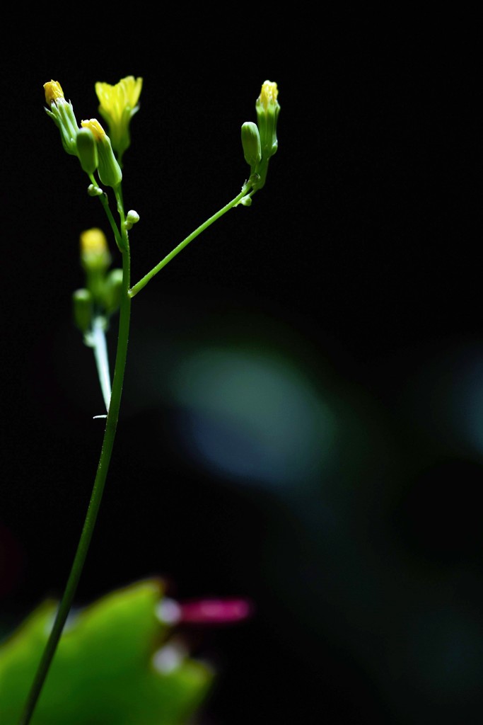 庭先のとても華奢な花