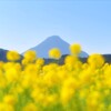 飛んで行きたい