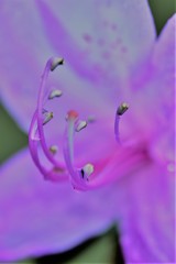 岩ツツジ～舞