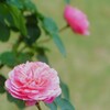 秋薔薇5