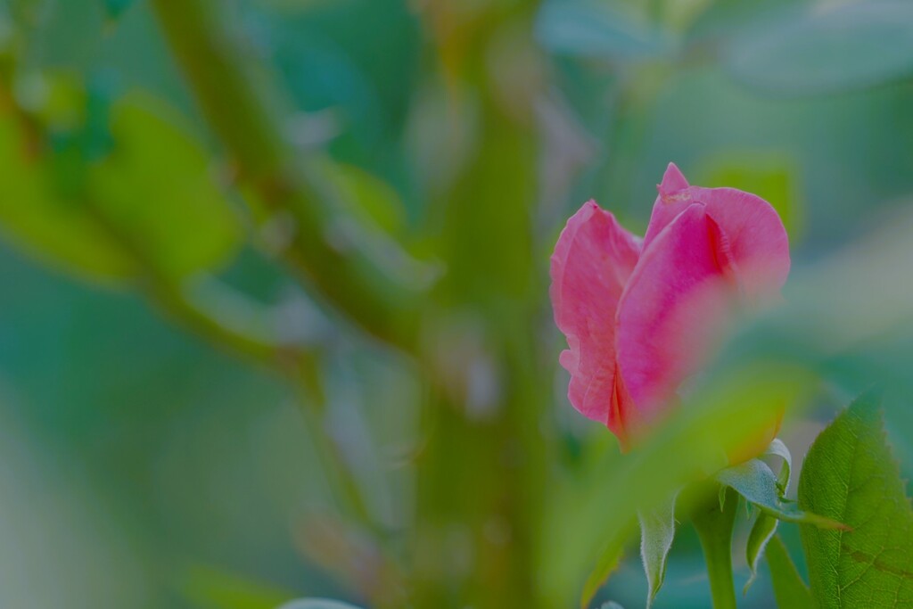今年最後の薔薇～５