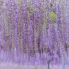 藤の薫り