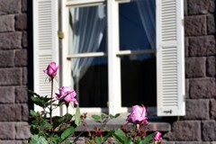 旧古河庭園　薔薇1