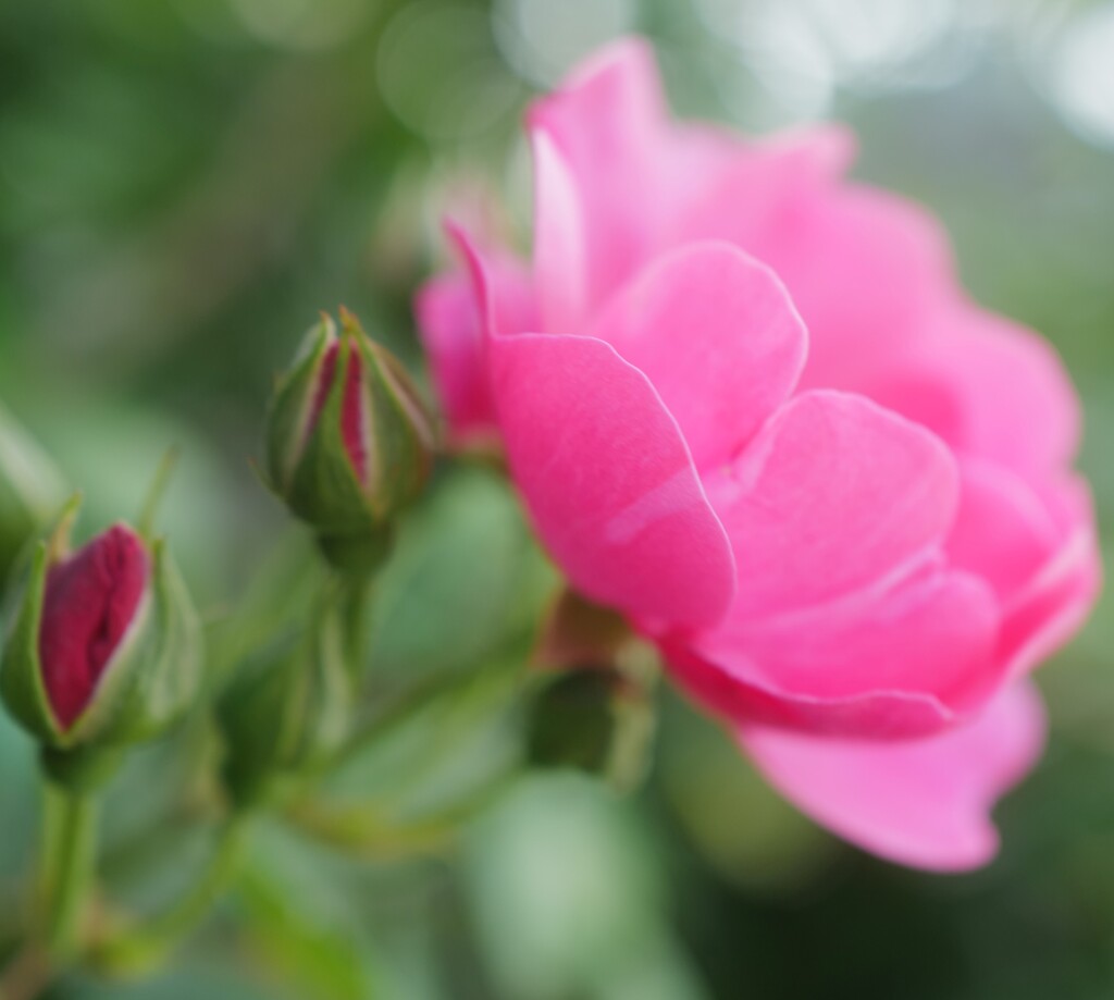 薔薇(1)