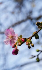 薄っすら紅色