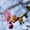 薄っすら紅色