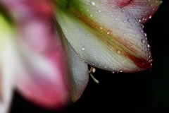 雨に濡れても、、