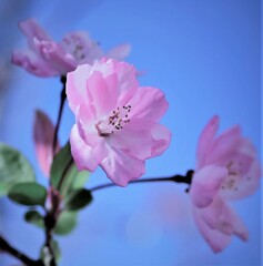 我が家に咲くバラ