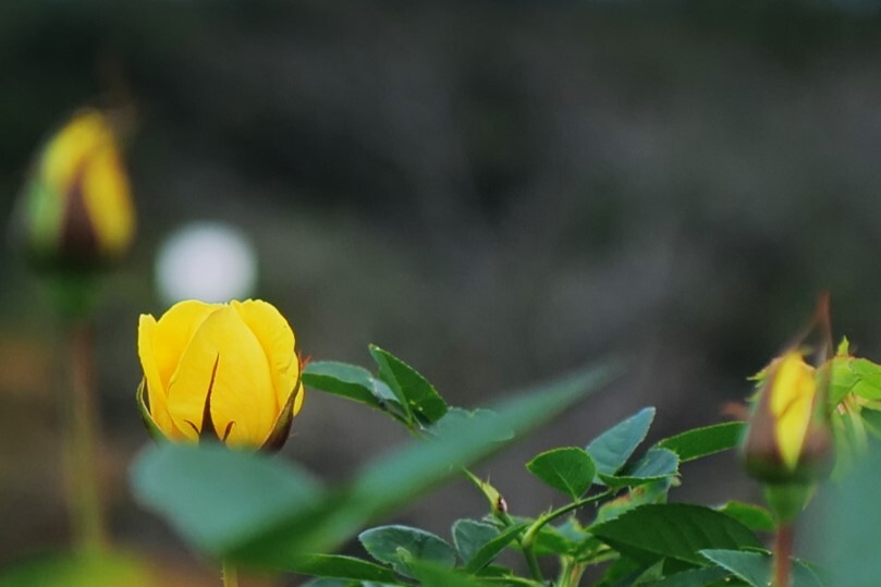 秋薔薇4