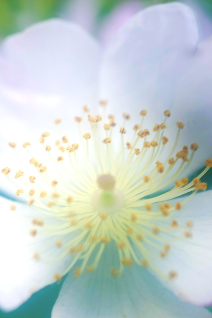 ２０２５~白薔薇