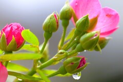雨の後