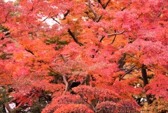 秋の残影　殿ヶ谷戸庭園2