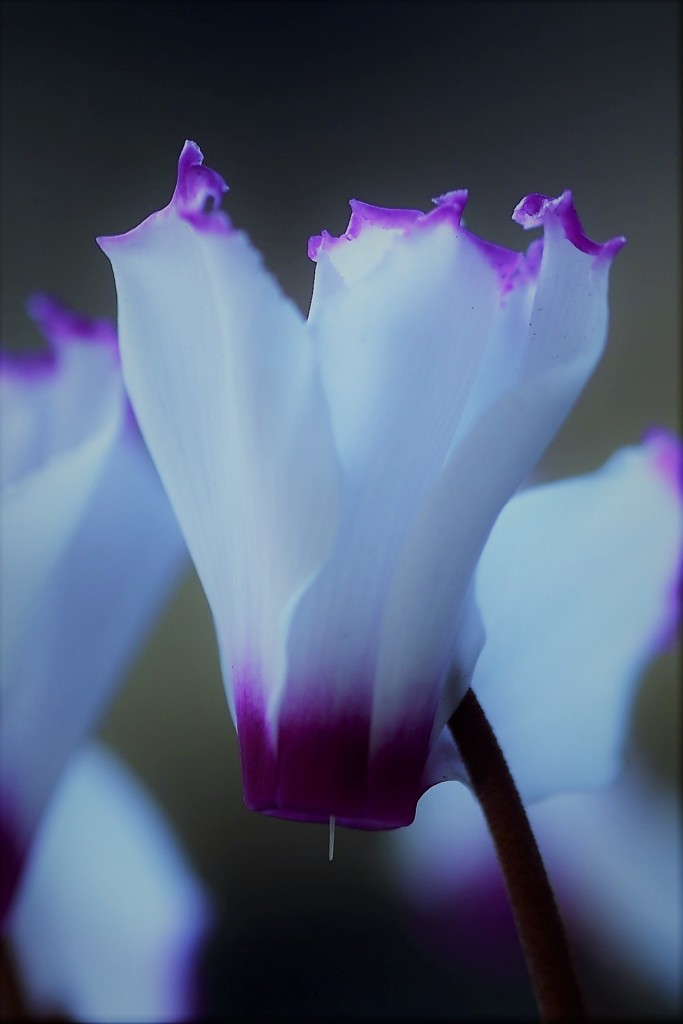 Cyclamen