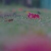 サクラの木の下で