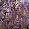 しだれ藤