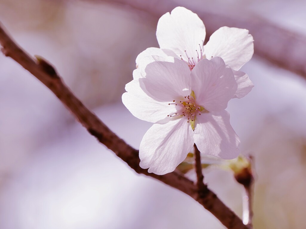 桜7