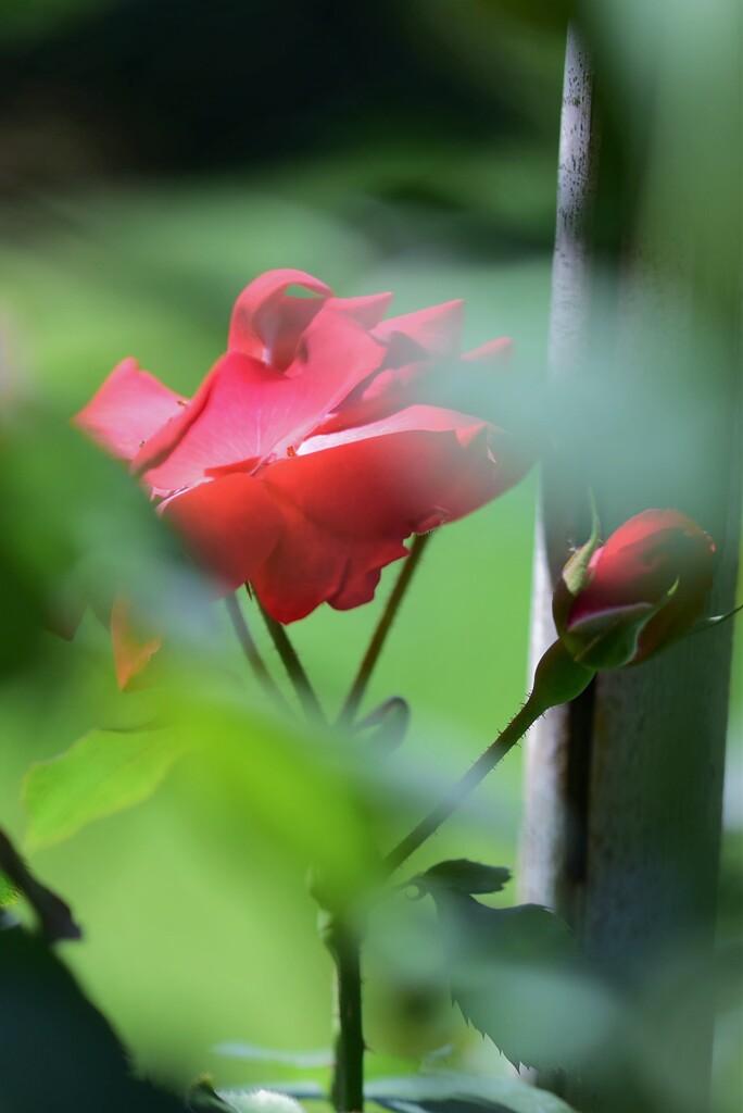 気づけばそこにも薔薇