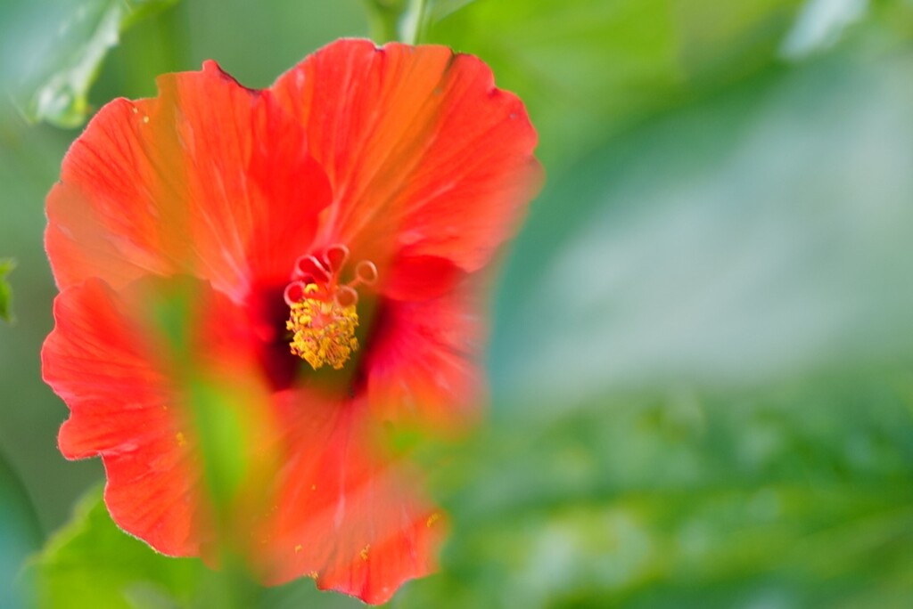 南国の花