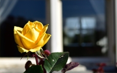 窓辺に咲いていた黄色薔薇