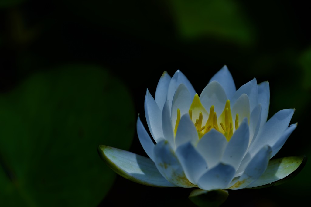 梅雨の晴れ間~深々と