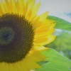 8月~ヒマワリ