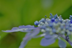 紫陽花15
