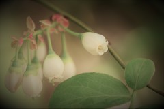 ブルーベリーの白い花