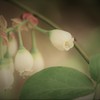 ブルーベリーの白い花