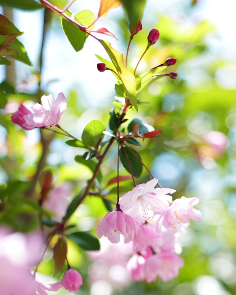 花海棠サクラ4