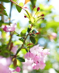 花海棠サクラ4