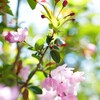 花海棠サクラ4