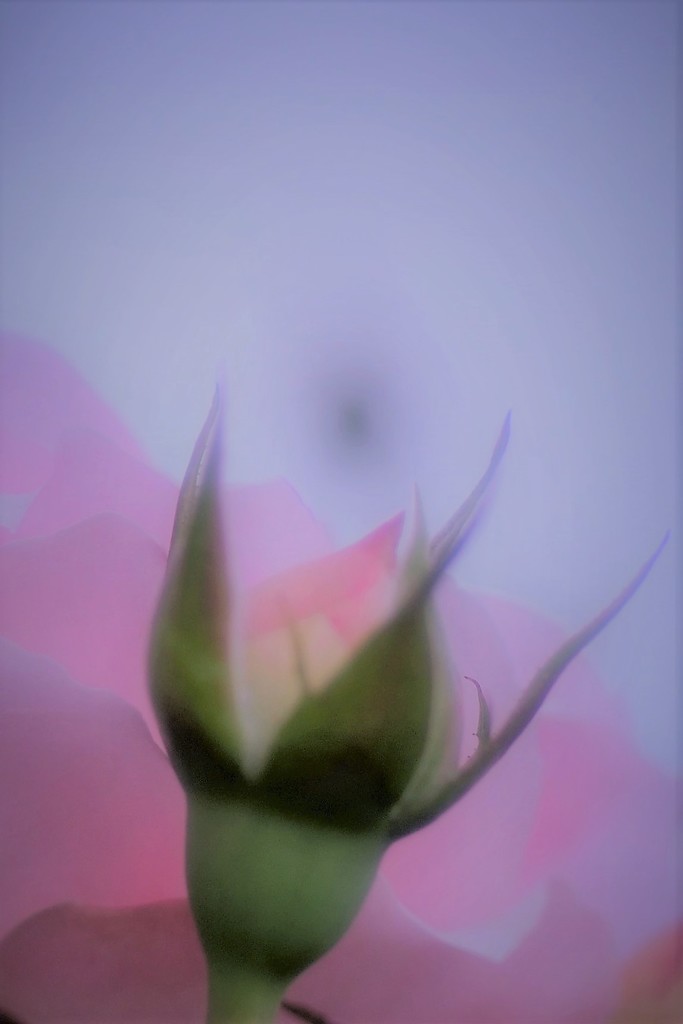 プチトリアノン1