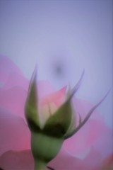 プチトリアノン1