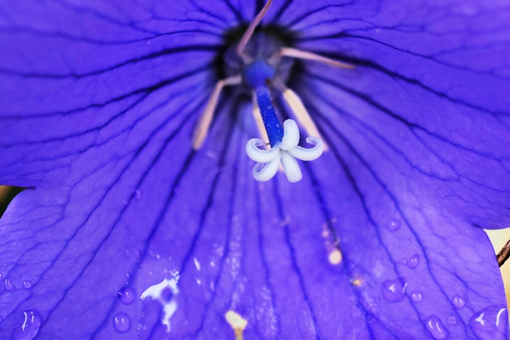 めしべ開花