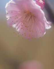 ウメ