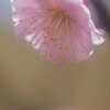 ウメ