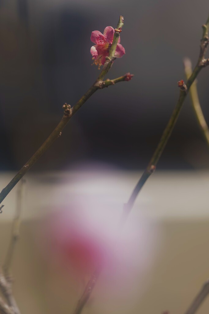 梅の花６