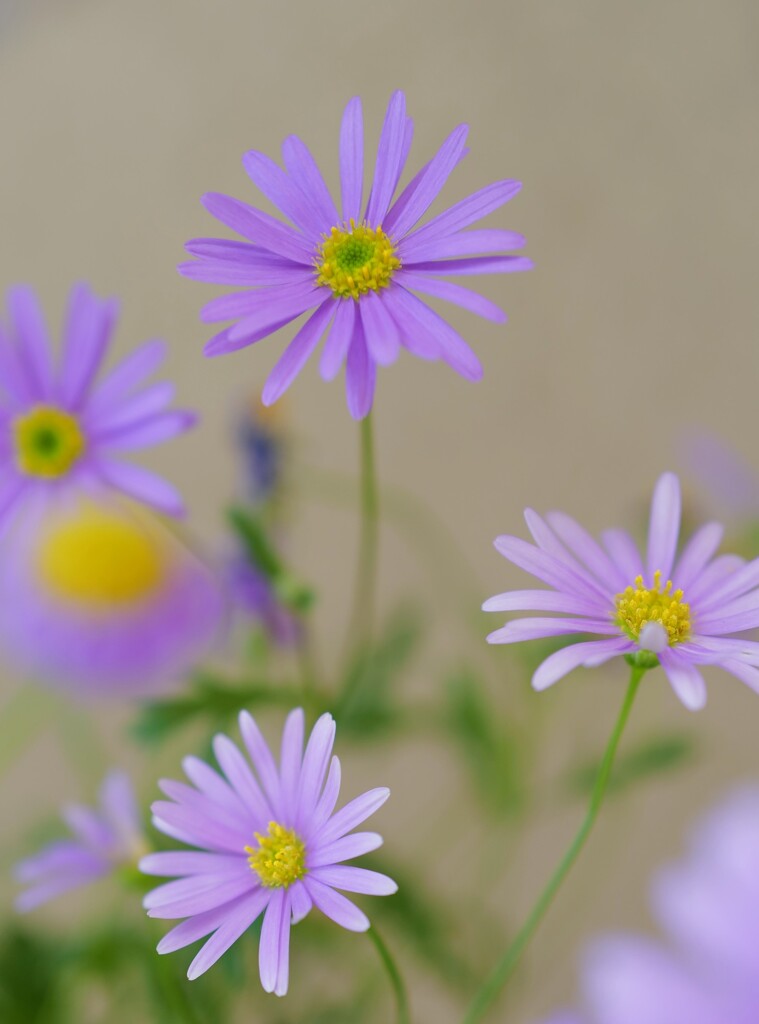 華奢