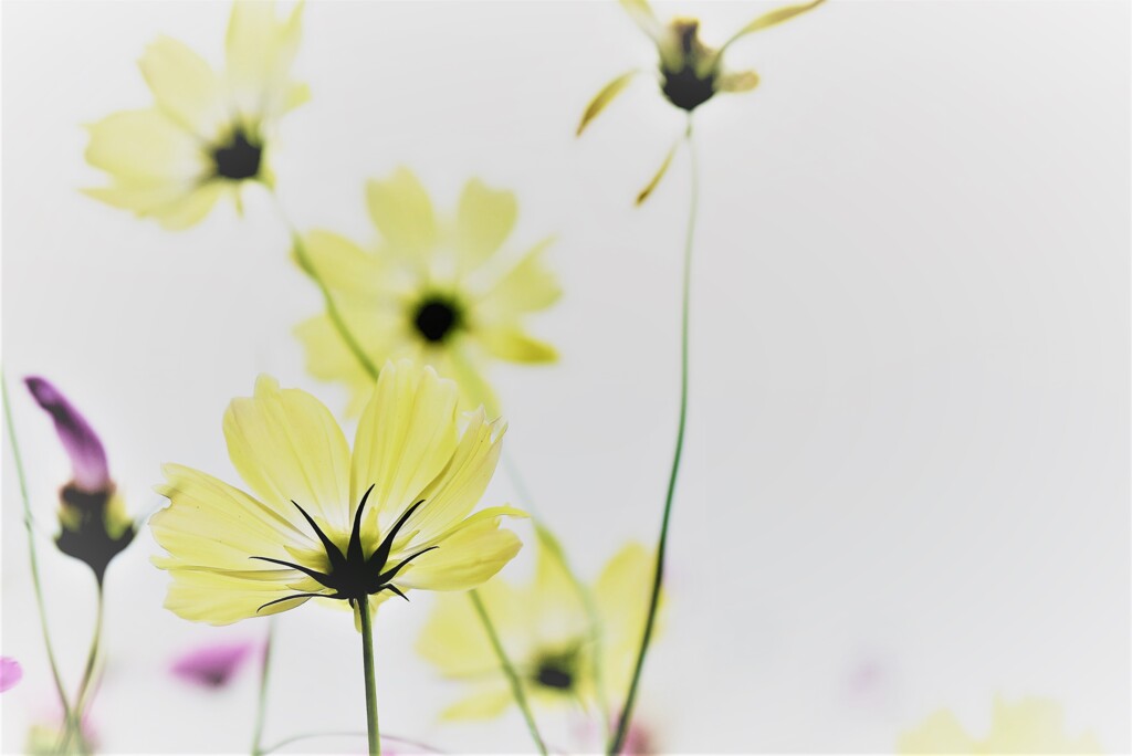 秋桜１