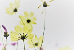秋桜１