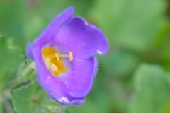 とても華奢な花