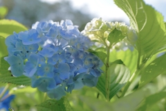 紫陽花4