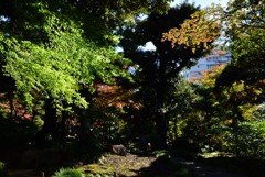 旧古河庭園　都会の森林浴