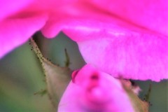 ピンクアイスバーグ3