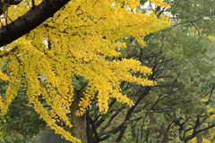秋の残影　昭和記念公園～雨の中の銀杏の木
