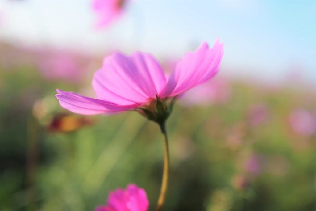 秋桜がやってきた(1)