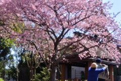 桜の下で～伊豆の踊子1